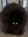 LionelDexi's tweet photo. This dog really looks like a one-eyed monster. Found the owner of the dog in the video it says the dog’s name is King Kong! It just started blowing up, and soon there will be tons of remixes and memes popping up. 
Trending link: https://t.co/wkJvPR86oe
Dog owner link: https://t.co/tWXiRm36jJ
顶级🔥🔥🔥