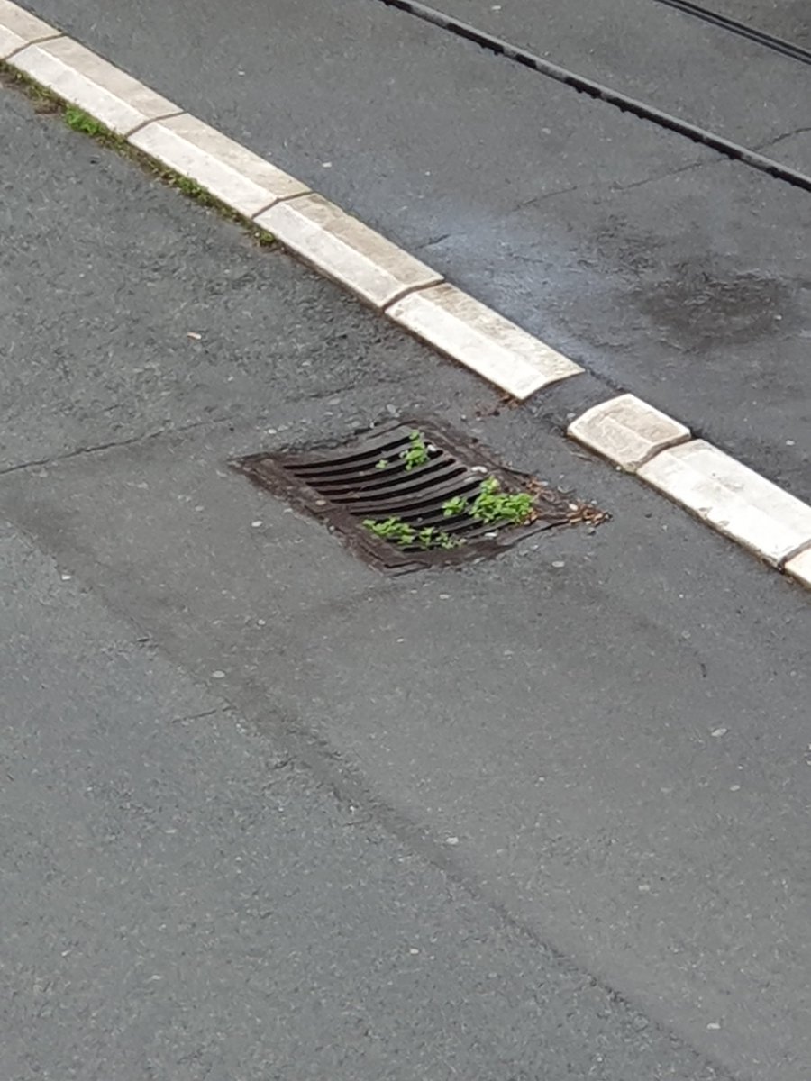 Pevac 🐔 Taksi tweet media