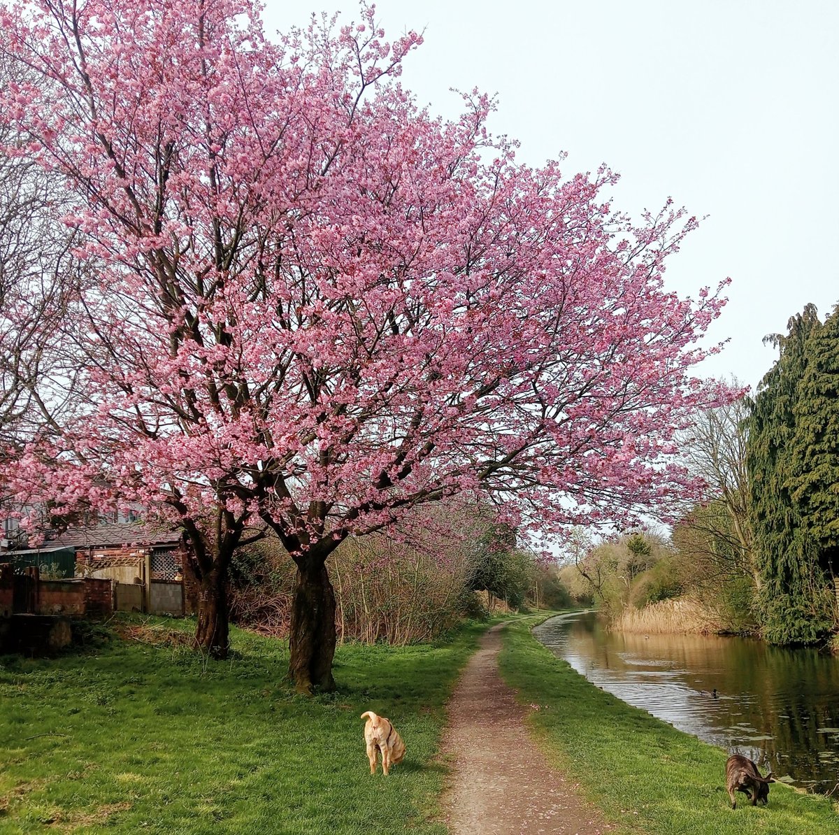 Pat McGatt tweet media