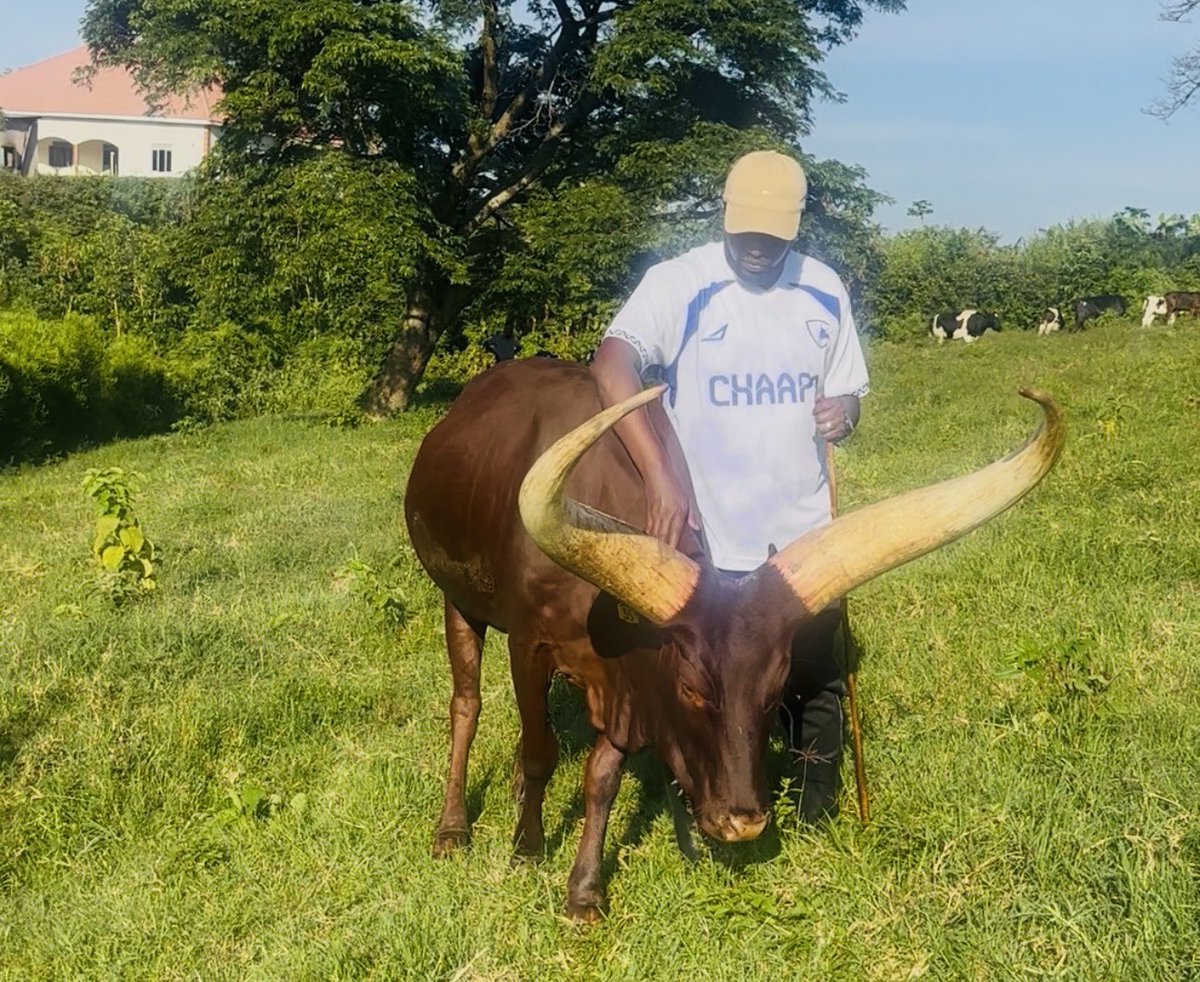 katamba paul tweet media