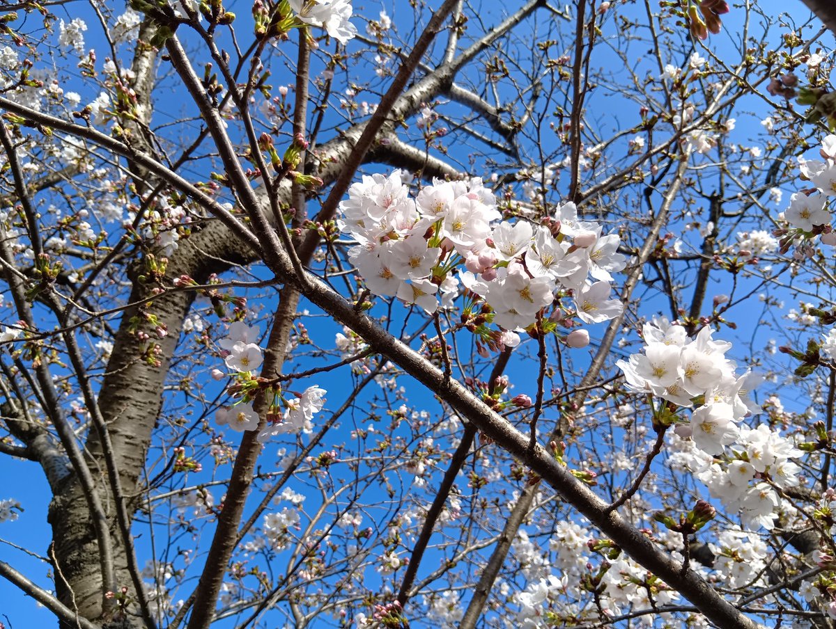 you1_blues's tweet photo. 春ですね🌸あしたお花見に出かけようと思ってます🌸いつまでも穏やかなで美しい日本でありますように✌🐰🐰🐰 https://t.co/jzbxhgTMIJ