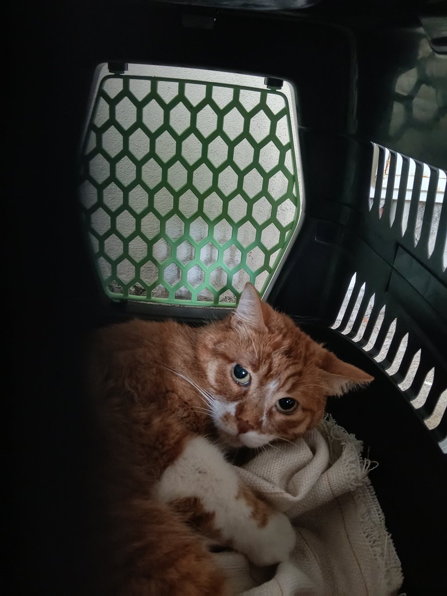 kılavatlı Paris tweet media