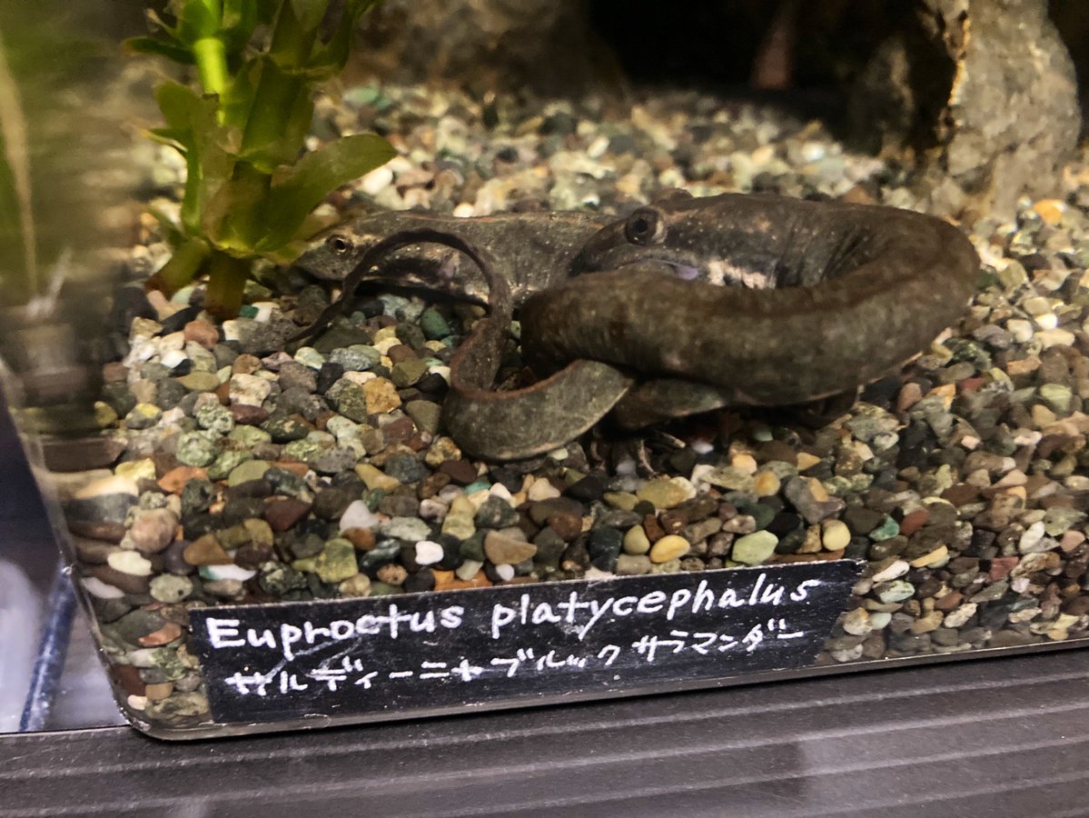 東京有尾 tweet media