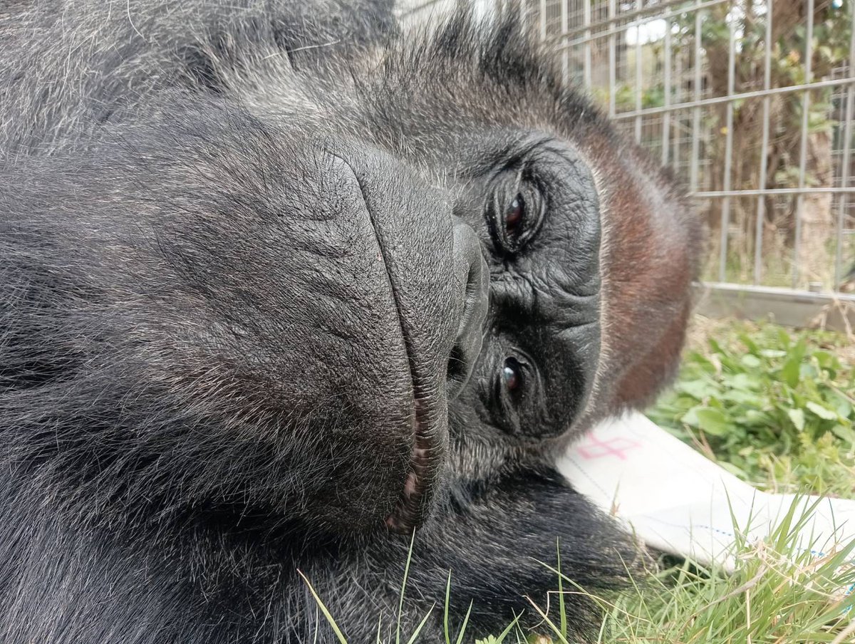 日本モンキーセンター（公式） tweet media