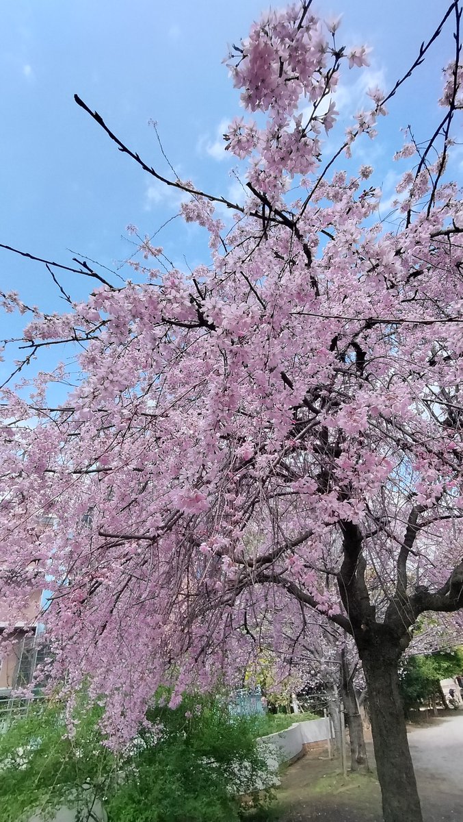 アルール@Utako tweet media