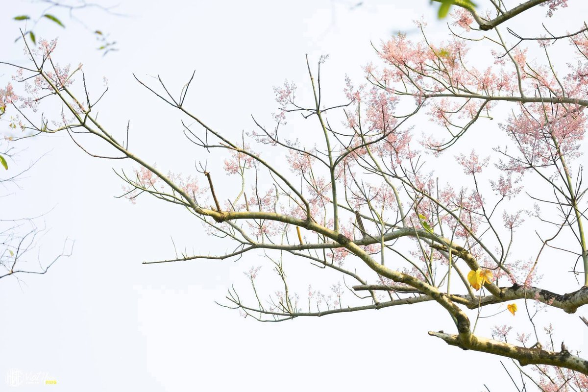 Phạm Hữu Quốc | Quincy tweet media