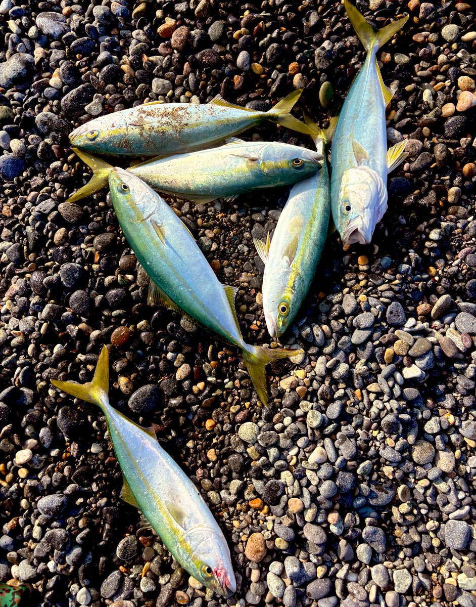 🍮赤髪👌 tweet media