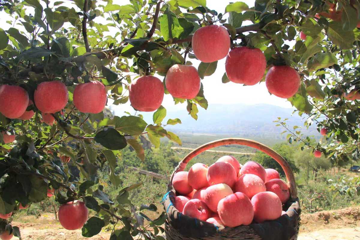 This_is_Gansu's tweet photo. 🍎🌍Jingning apples from #Pingliang, #Gansu have secured a French trademark, marking a key milestone in expanding their presence in European markets and enhancing their global brand value. #GansuAgriculture #InternationalGansu https://t.co/vPESkHanlj