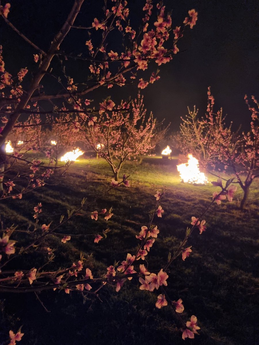 chloe_steinmetz's tweet image. Pêchers bien au chaud cette nuit 🔥 on croise les doigts pour la suite 🤞🏻#agri #alsace #gel