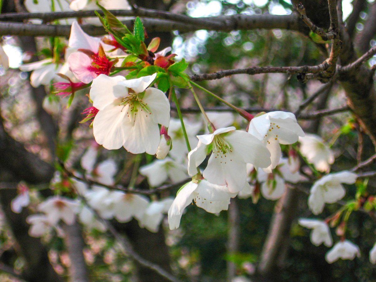 💦爆 漿 魷 魚🐙 tweet media