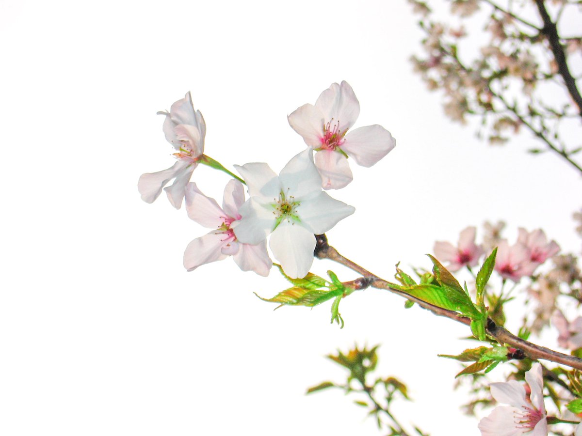 💦爆 漿 魷 魚🐙 tweet media