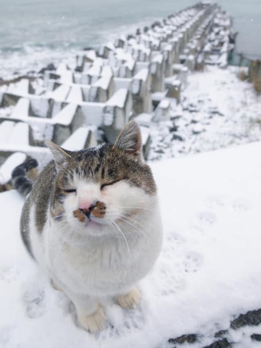 nekoclub_fb tweet media