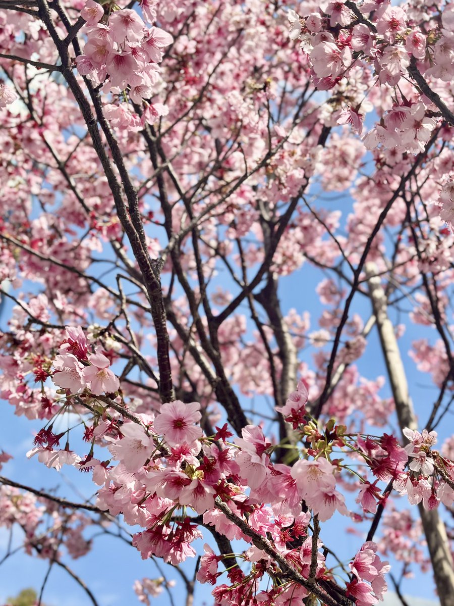 アマネ tweet media