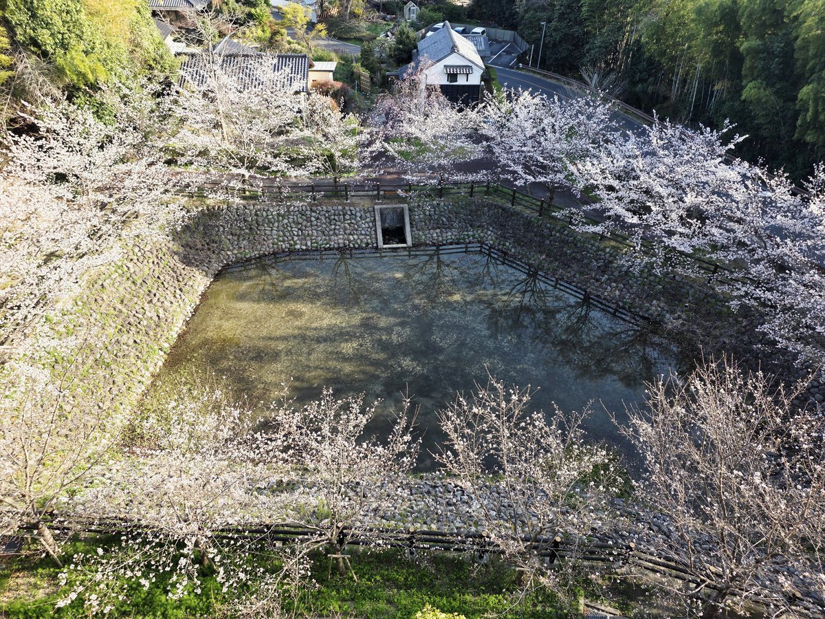 マセラテ医夫(マセラティオ) tweet media