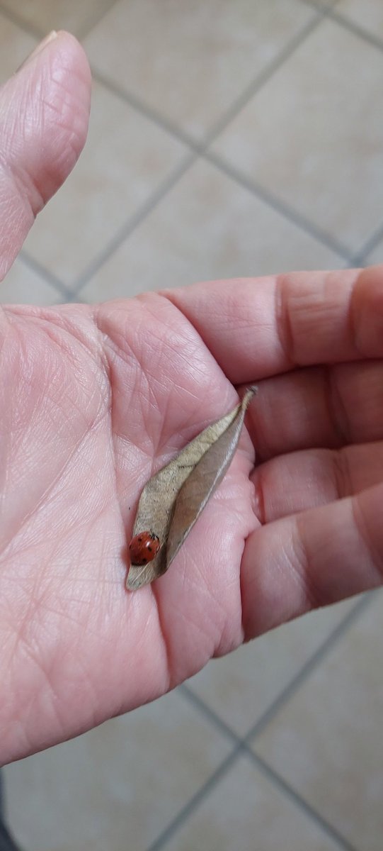 Giota Papapetrou tweet media