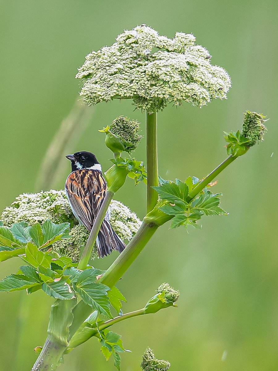 トラッタ tweet media