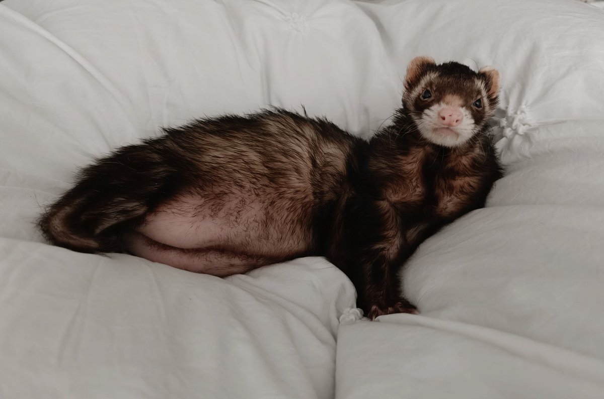 たるとたたん tweet media