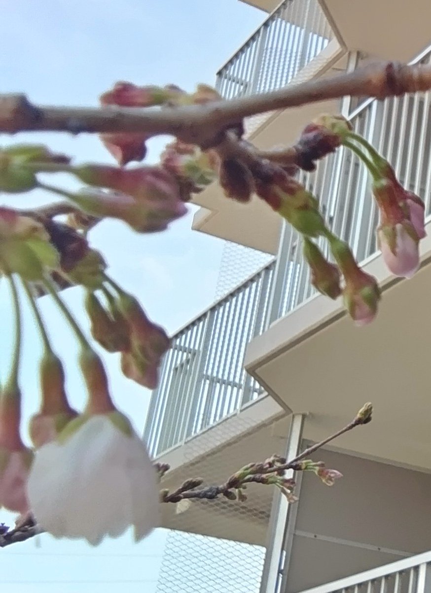 なお（還暦髭親父） tweet media