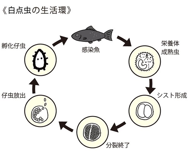 日本動物薬品株式会社・ニチドウ tweet media