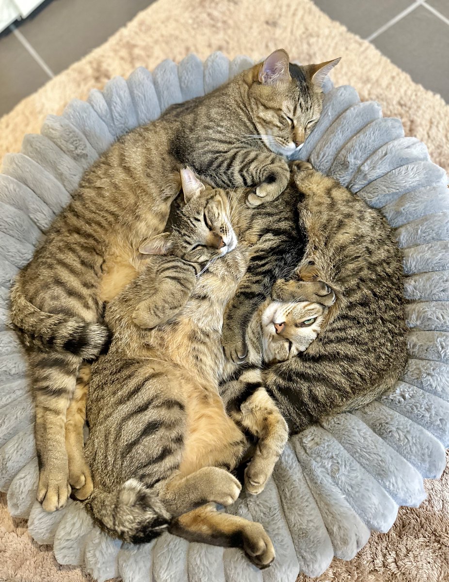 まめ子【キジトラ✨母ｼｬﾝ】 tweet media