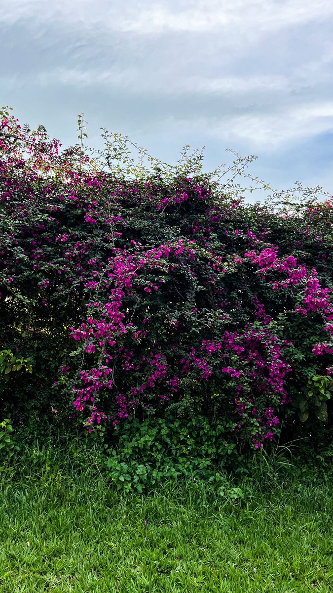 الباشمُصَمِّم tweet media