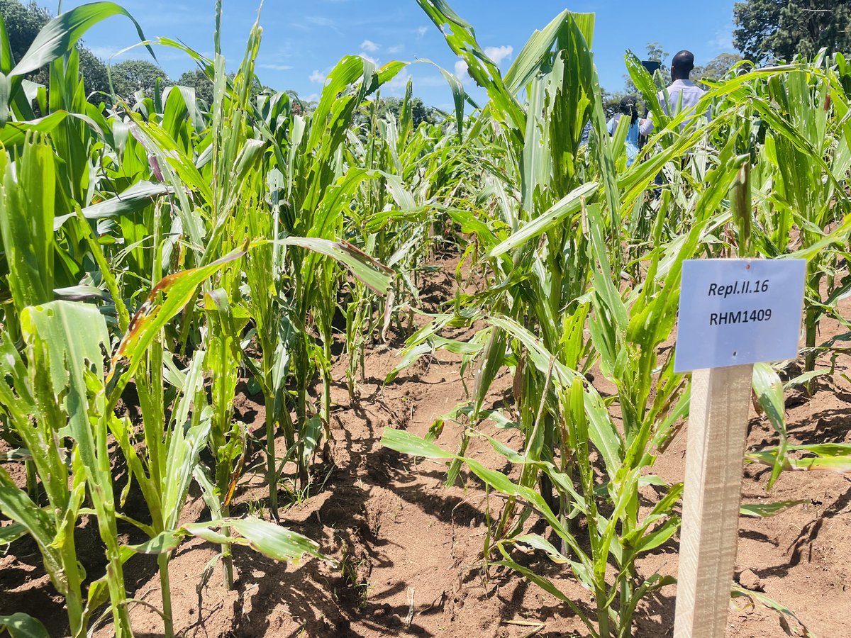 Rwanda Biotech Capacity Building tweet media