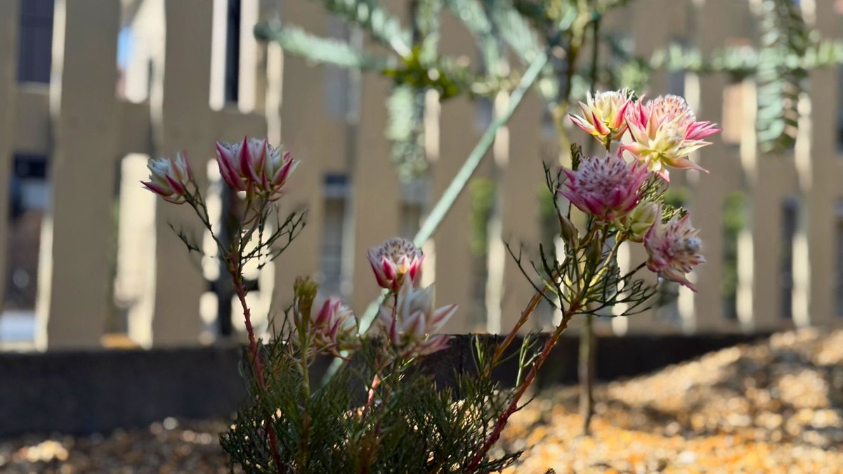gardenlabo_jp's tweet photo. 自作のレイズドベッド、完成しました！

オージープランツ7種を植栽してようやく「形」になってきました。
初心者DIYでもここまでできます。

これから庭づくりする方の参考になると嬉しいです。
▶記事はこちら
https://t.co/cByt8D1a6W

#ガーデニング
#庭づくり
#オージープランツ https://t.co/kOTRGQBveg