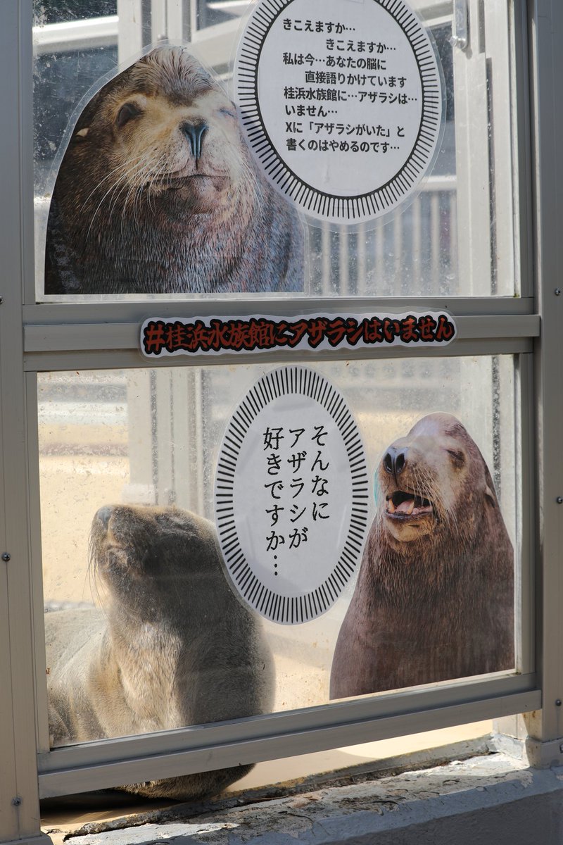 桂浜水族館 公式 tweet media