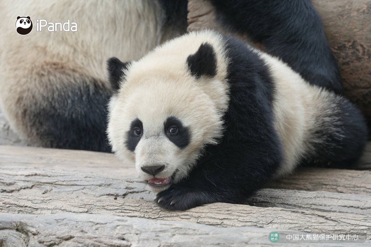 ipandacom's tweet image. The best part of childhood is snuggling up to mom and acting like a little spoiled kid. (Su Jin's cub)

#PandaPic #CCRCGP #PandaLife

For more panda information, please check out: en.ipanda.com