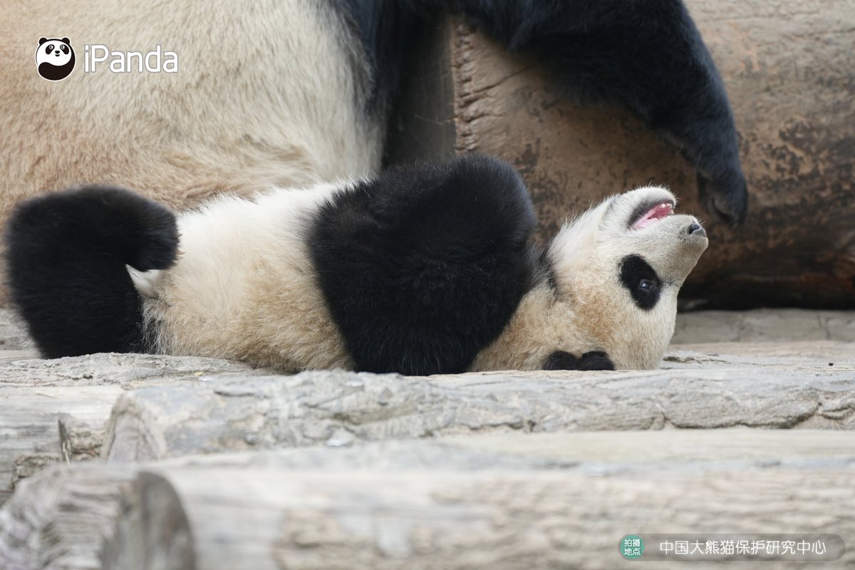 ipandacom's tweet image. The best part of childhood is snuggling up to mom and acting like a little spoiled kid. (Su Jin's cub)

#PandaPic #CCRCGP #PandaLife

For more panda information, please check out: en.ipanda.com