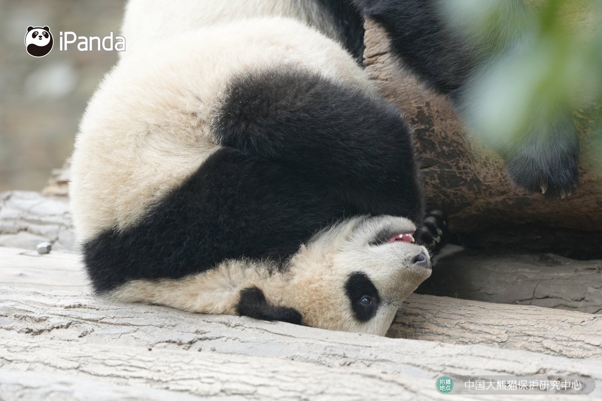ipandacom's tweet image. The best part of childhood is snuggling up to mom and acting like a little spoiled kid. (Su Jin's cub)

#PandaPic #CCRCGP #PandaLife

For more panda information, please check out: en.ipanda.com