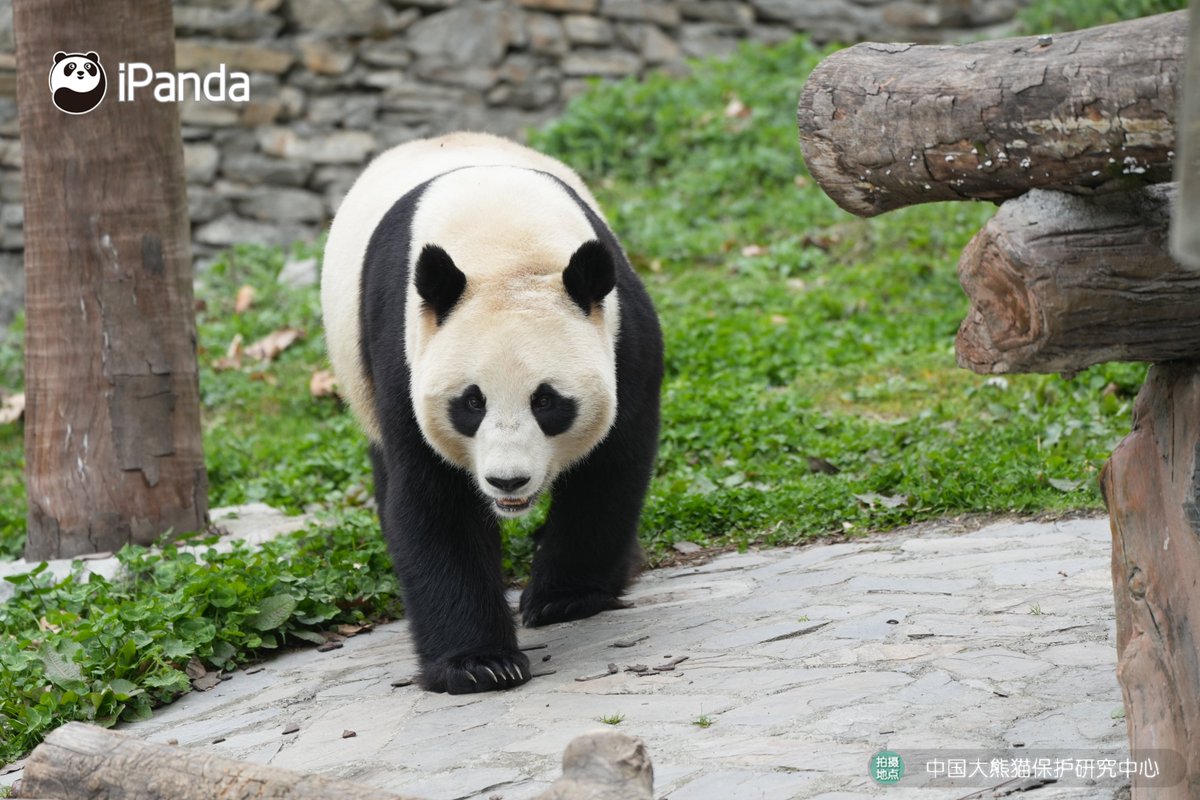 ipandacom's tweet image. Hang Bao is the representative of bold-featured girl pandas. Look at those big eye circles, what a sweetheart! 

#PandaPic #CCRCGP #PandaLife

For more panda information, please check out: en.ipanda.com