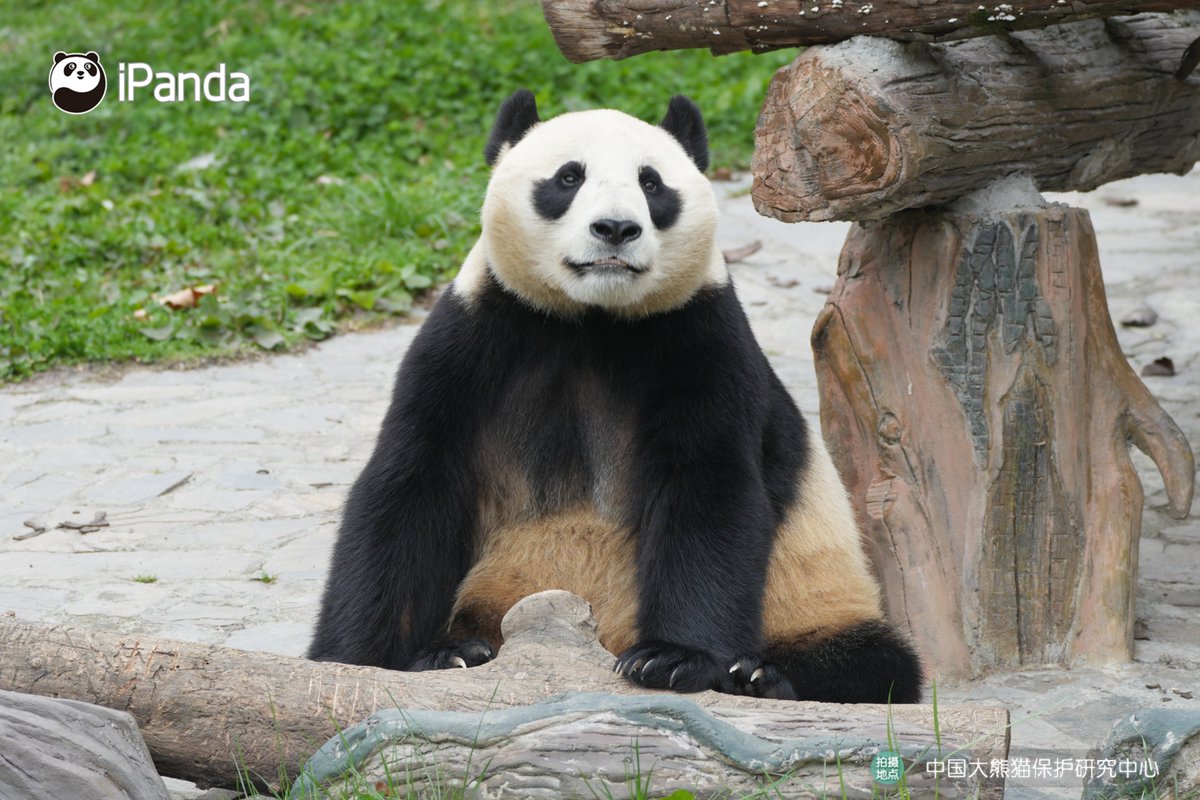 ipandacom's tweet image. Hang Bao is the representative of bold-featured girl pandas. Look at those big eye circles, what a sweetheart! 

#PandaPic #CCRCGP #PandaLife

For more panda information, please check out: en.ipanda.com