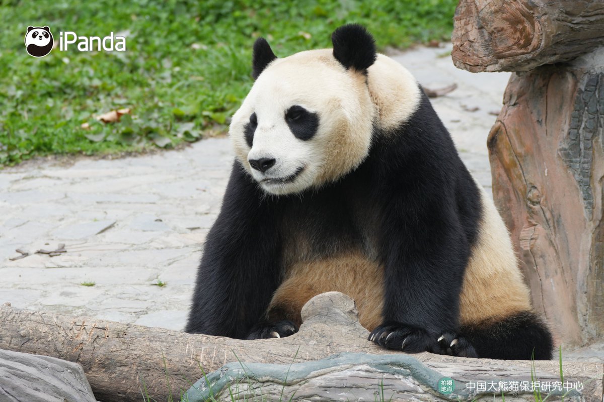 ipandacom's tweet image. Hang Bao is the representative of bold-featured girl pandas. Look at those big eye circles, what a sweetheart! 

#PandaPic #CCRCGP #PandaLife

For more panda information, please check out: en.ipanda.com