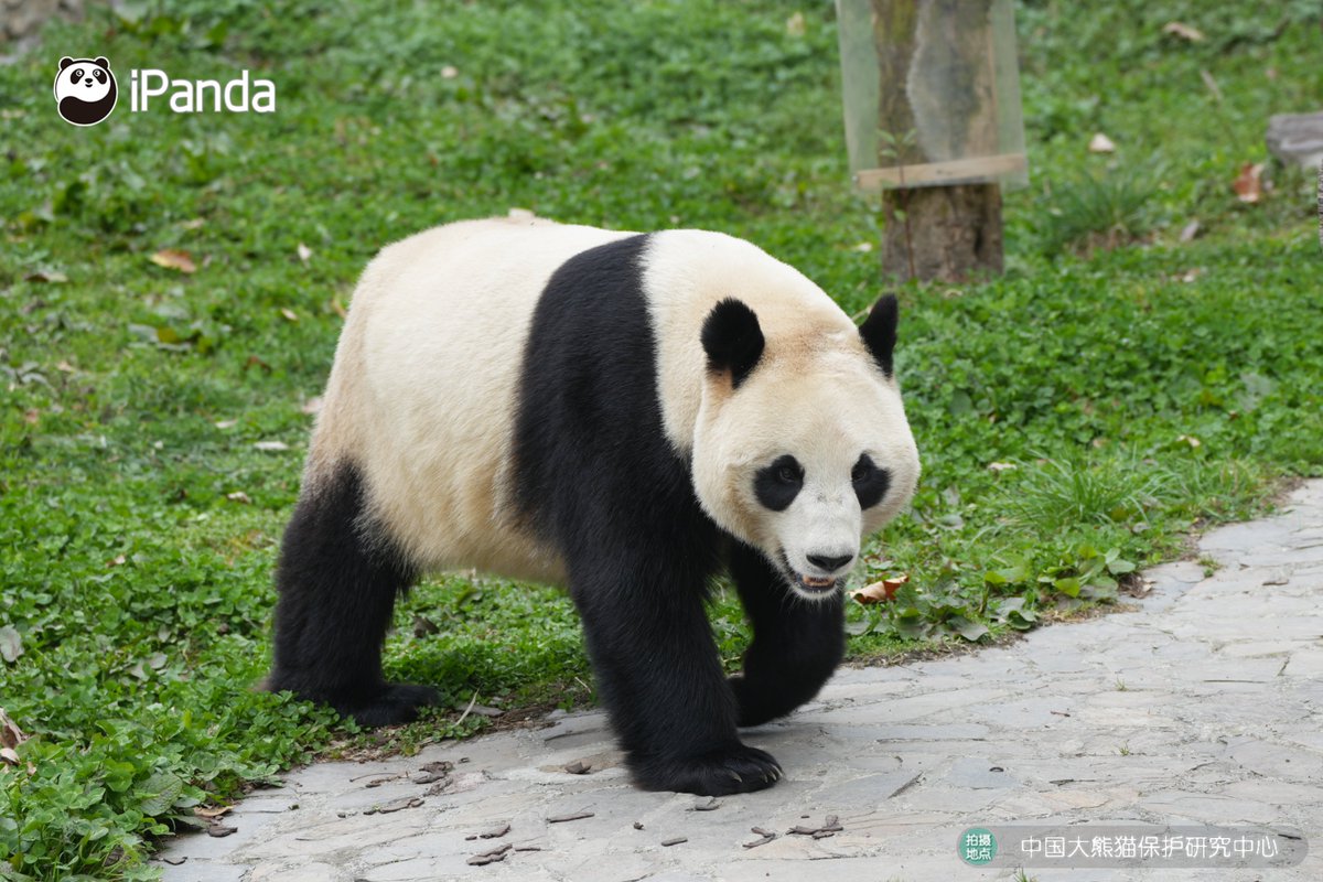 ipandacom's tweet image. Hang Bao is the representative of bold-featured girl pandas. Look at those big eye circles, what a sweetheart! 

#PandaPic #CCRCGP #PandaLife

For more panda information, please check out: en.ipanda.com