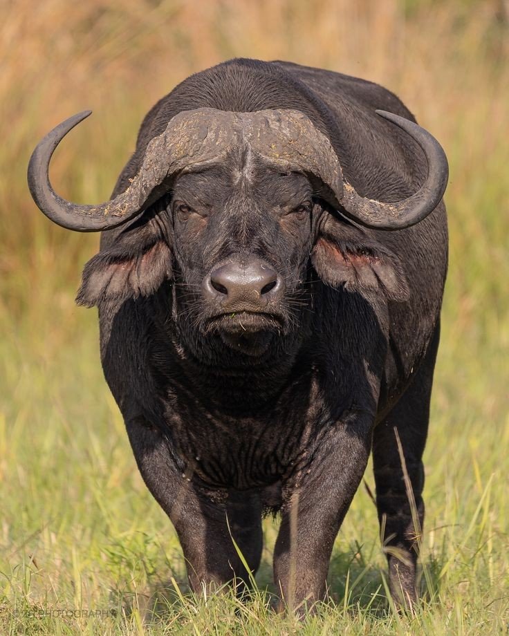 COMANDANTE🦍 tweet media