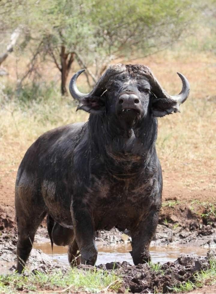 COMANDANTE🦍 tweet media