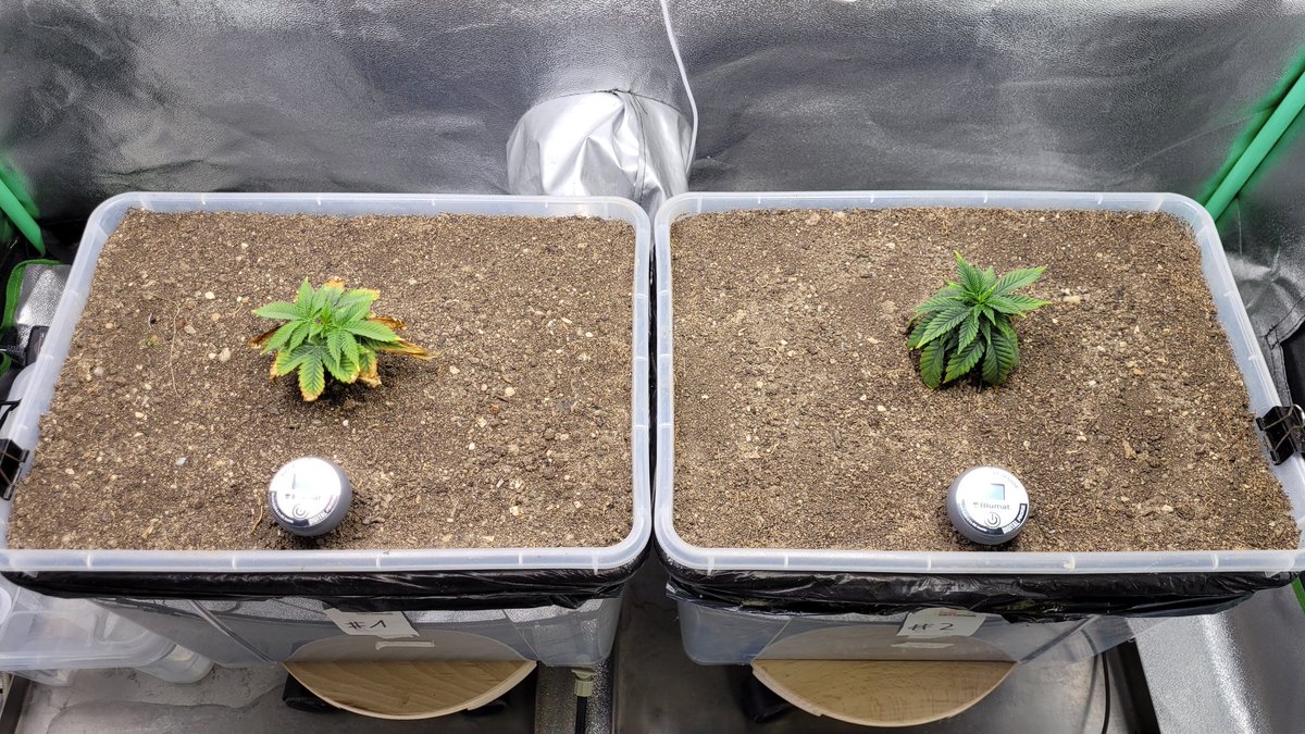 Zimbo Balboa tweet media