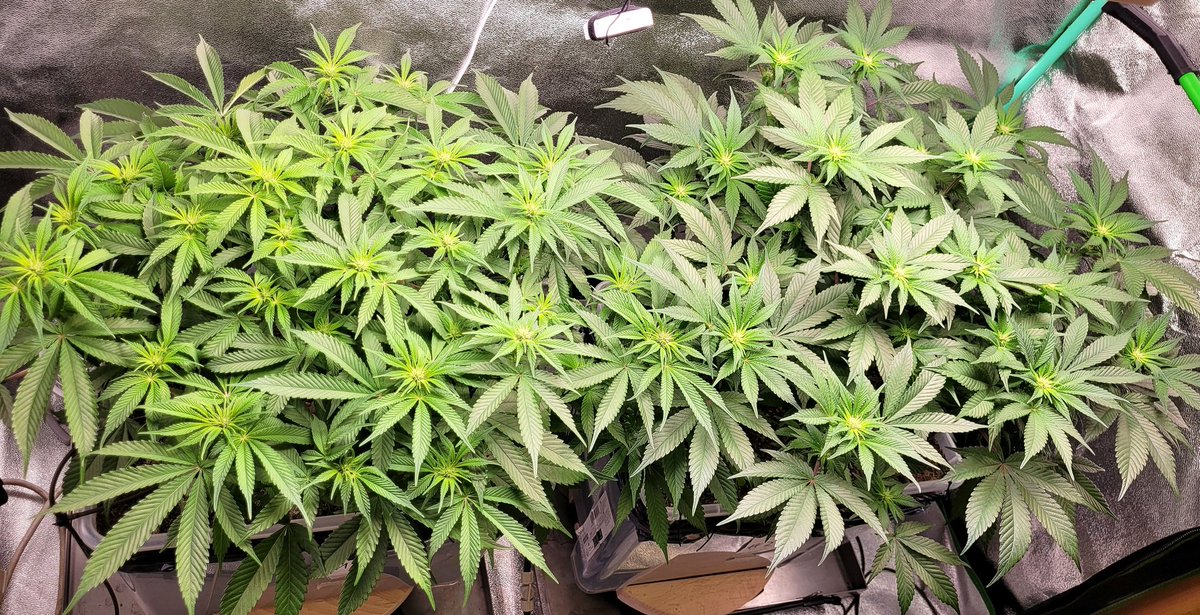 Zimbo Balboa tweet media