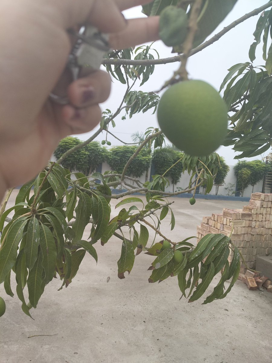 arpana_dhar's tweet image. ये धीरे धीरे इतने बड़े हो गए 🤗🤗
आज सुबह देखी तो अच्छे बड़े हो गए। 🤗
#शुभ_शुक्रवार_वंदन 
#GoodAfternoon_India
#mango