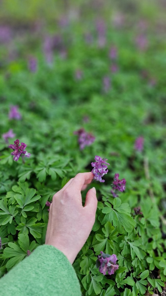 Giang 🇻🇳🕊 tweet media