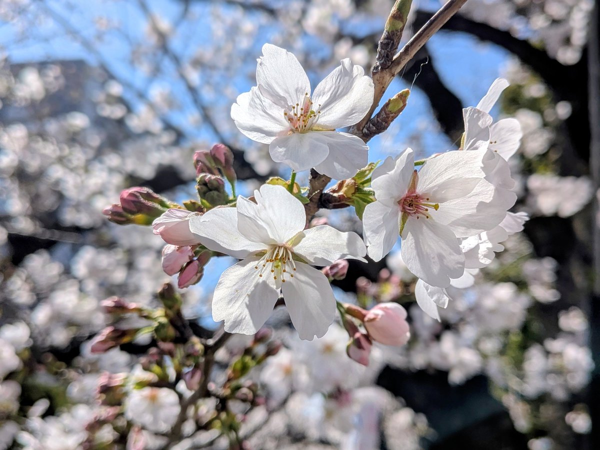 蜂賀三月 tweet media