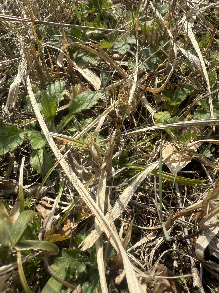 つくし
あったけん

#神石高原