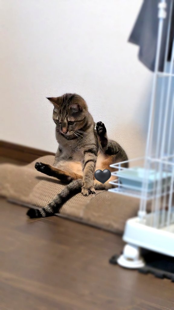 キジトラ🍋‍🟩ラム♡₍˄·͈༝·͈˄₎◞ ̑̑♡ tweet media