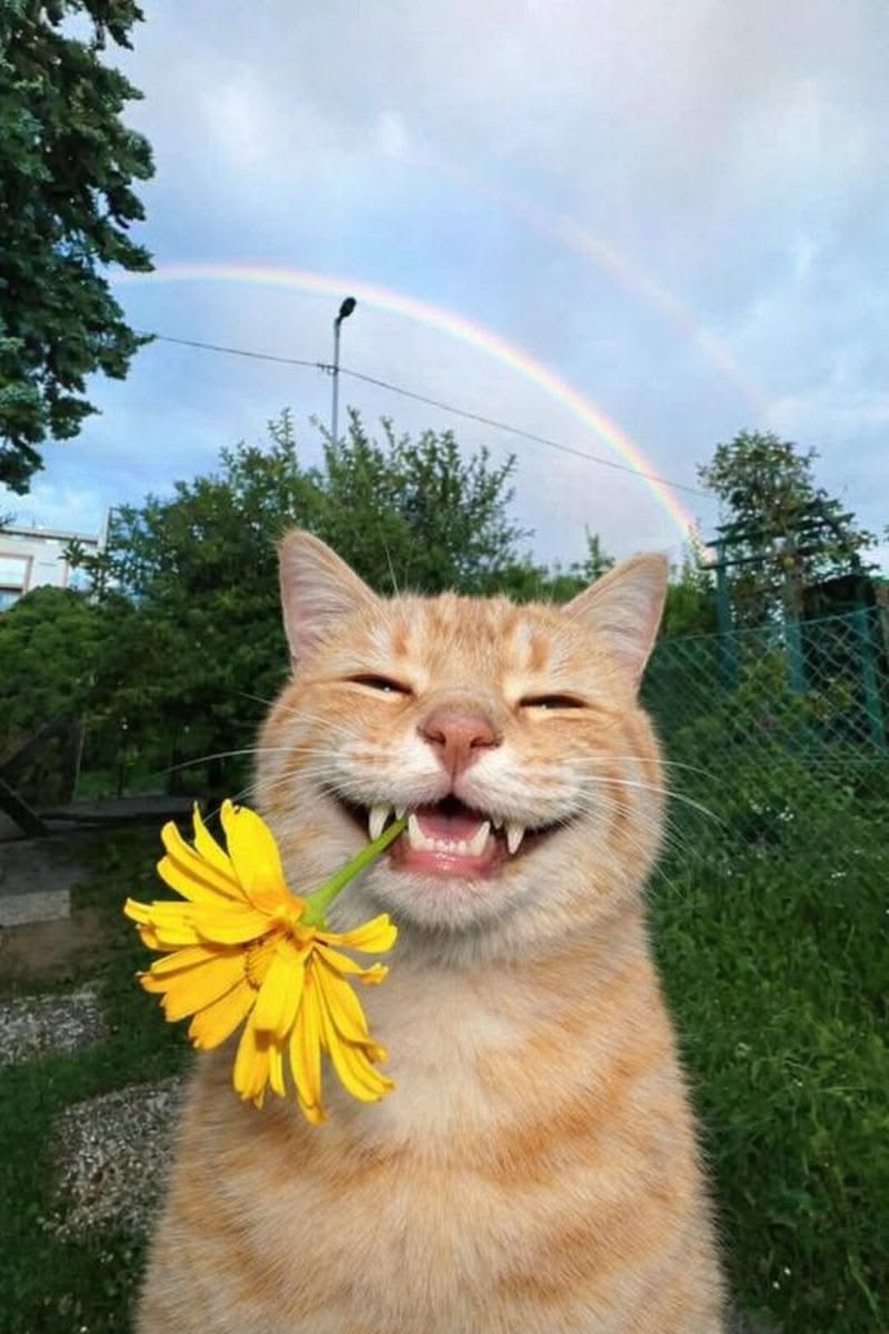 CATWOWAN🌶️// WEB3 tweet media