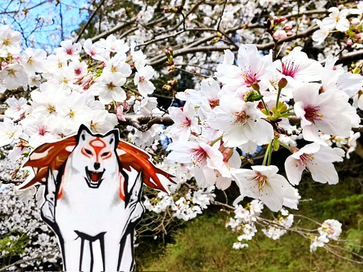 tttttokutoku's tweet photo. #さくらの日 #アマテラス 

表情が良い🌸🥰 https://t.co/JXpDX0T669