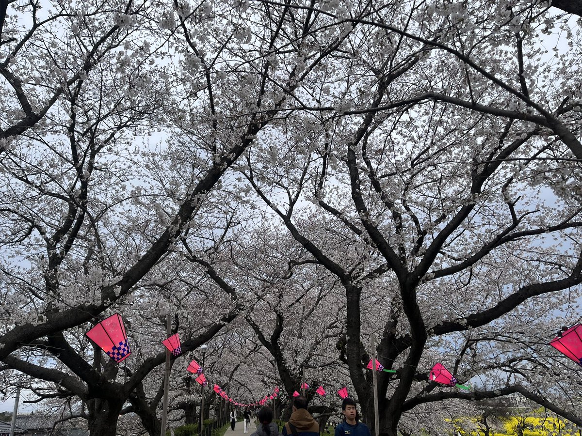 神村風子🧸🍀 tweet media