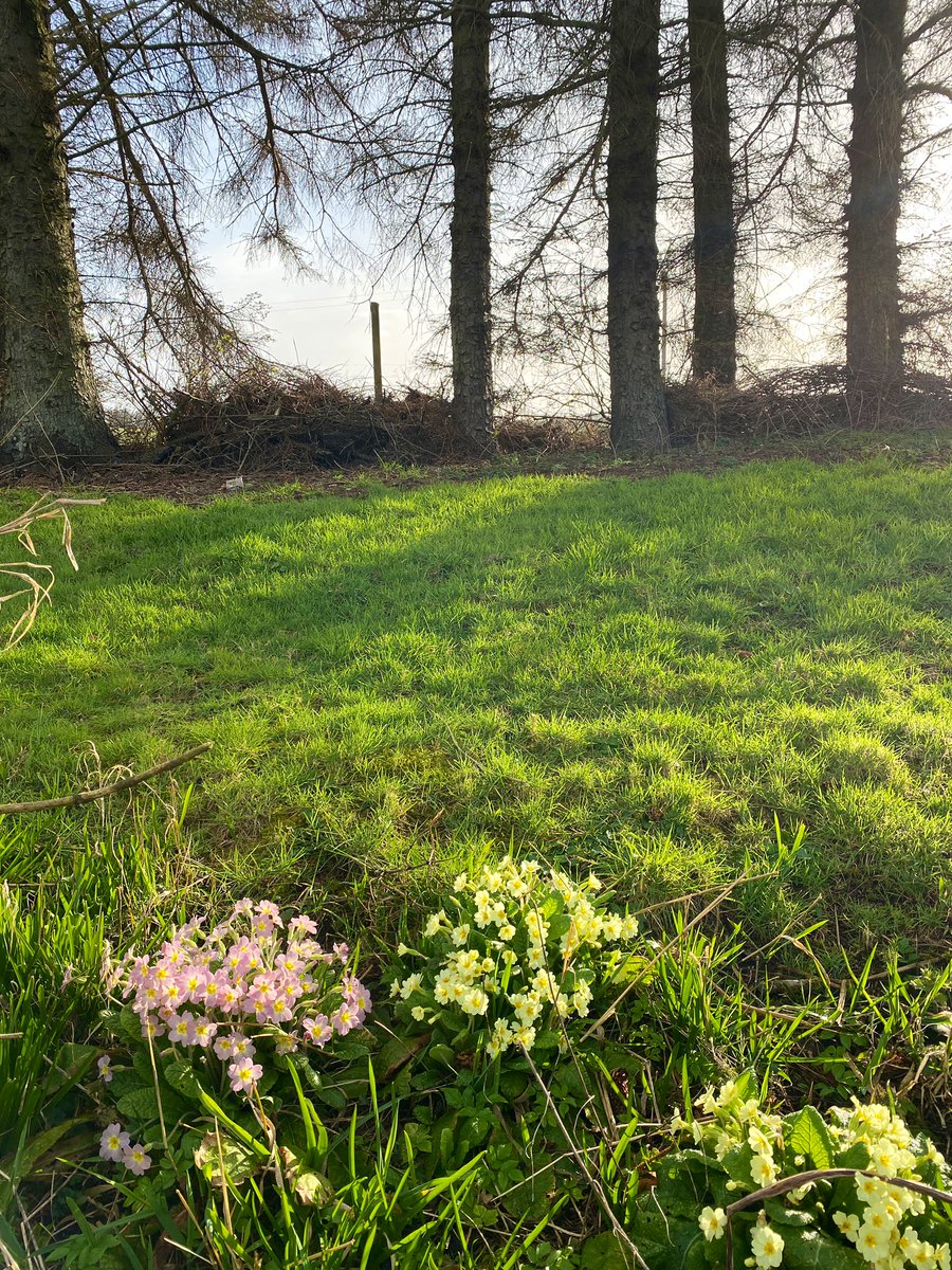 Ailish Sinclair tweet media