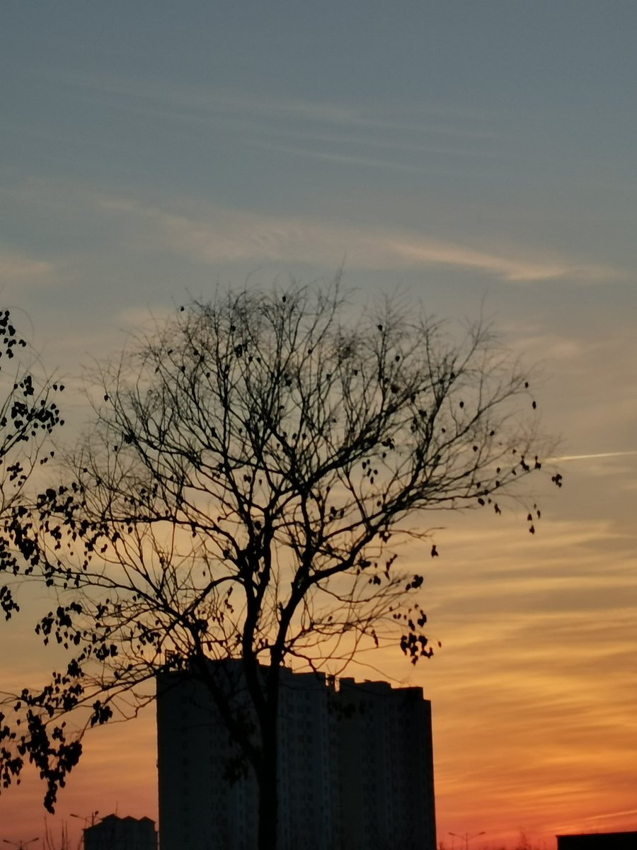 Nicolas Verdy tweet media