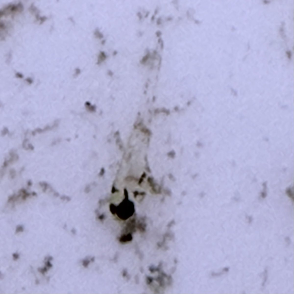 クラーロテトラ繁殖記❶

稚魚孵化後２日目

2匹しかいないですが、元気に育ってちょーだいな

#ブリードは苦しみ楽しみ